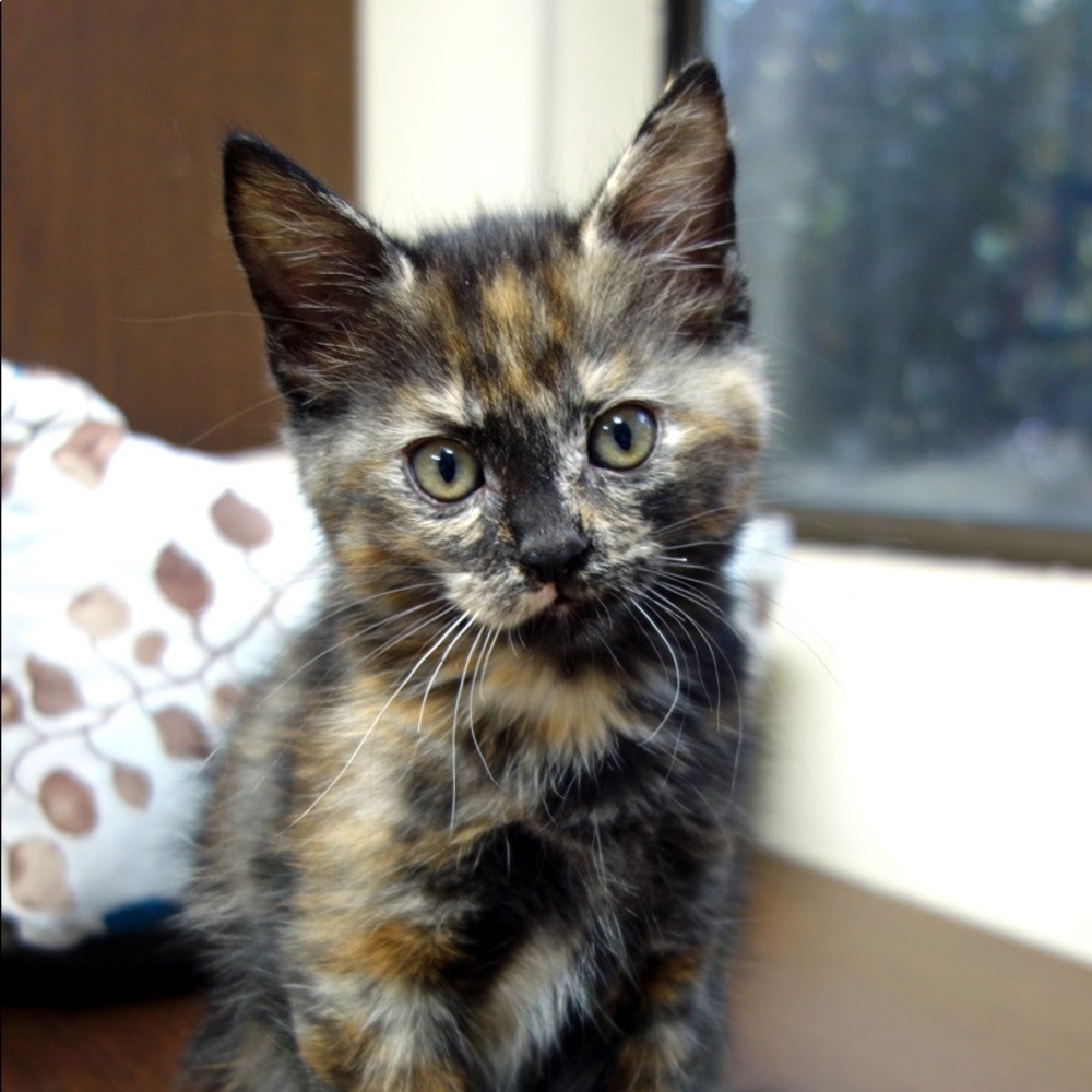 Meet your Posher, Sandy